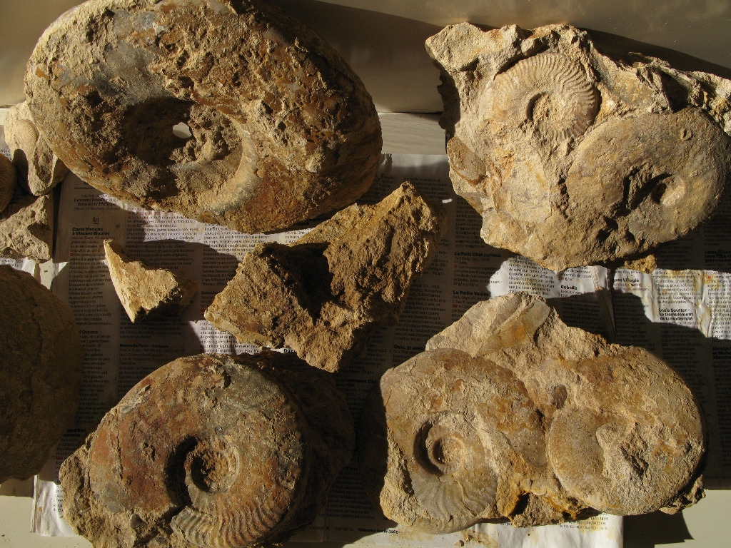 Récolte de Jacques: Ammonites à identifier. Photo Jacques Dillon