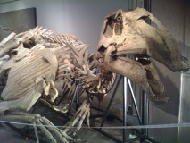Dinausore Prosaurolophus  maximus 1- crétacé USA
