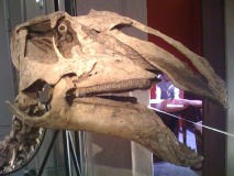 Dinausore Prosaurolophus  maximus 2- crétacé USA