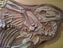 Dinosaure Tenontosaure 1- jurassique USA