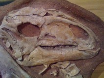 Dinosaure Tenontosaure 2- jurassique USA
