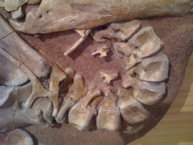 Dinosaure Tenontosaure 3- jurassique USA
