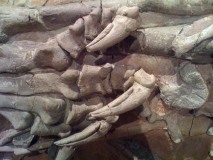 Dinosaure Tenontosaure 4 - jurassique USA