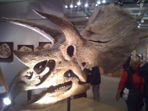 Triceratops