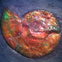 ammonite Sphenodiscus sp-  crétacé  - canada