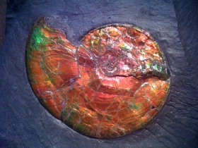 ammonite Sphenodiscus sp-  crétacé  - canada
