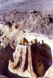 La souche in situ, en cours de dégagement. L'âge de l'arbre est estimé à 200 ans.