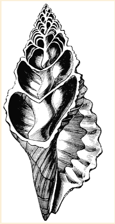 Coupe montrant, à l’intérieur d’un mollusque gastéropode, la columelle, axe central.