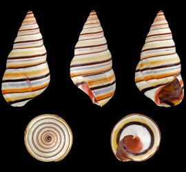 Liguus virgineus