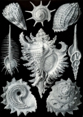 De gauche à droite : Conus imperialis, triumphans, Harpa röding, Murex pecten, Chicoreus ramosus, Fusinus colus, Astraea heliotropium. Mollusques gastéropodes - Ernst Haeckel "Kunst Formen von der Natur" (1904)