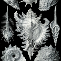 De gauche à droite : Conus imperialis, triumphans, Harpa röding, Murex pecten, Chicoreus ramosus, Fusinus colus, Astraea heliotropium. Mollusques gastéropodes - Ernst Haeckel "Kunst Formen von der Natur" (1904)