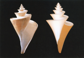 Thatcheria mirabilis. A gauche photo  © Gordon 1990  NHM London. A droite modèle 3D  © Hans Meinhardt "The algorythmic beauty of sea shells", éd. Springer 2003