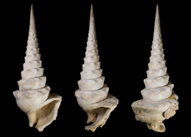 Campanile giganteum (LAMARCK, 1804) - ©  MNHN