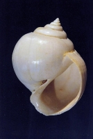 Crommium acutum  (Grignon, Lutétien)