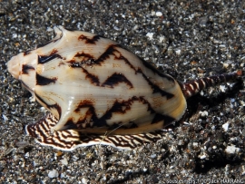 Cymbiola vespertilio (Linnaeus, 1758) © Jack Harrang