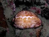 Cypraea_mappa -  © Nick Hobgood