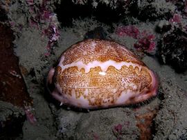Cypraea_mappa -  © Nick Hobgood