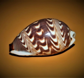 Palmadusta diluculum - famille Cypraeidae - © Hectonichus