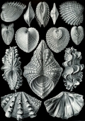 Hysteroconcha dione, Acanthocardia aculeata, Corculum cardissa, Tridacna squamosa, Hippopus hippopus. Mollusques bivalves - Ernst Haeckel "Kunst Formen von der Natur" (1904)