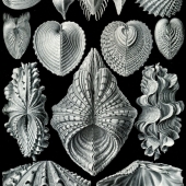 Hysteroconcha dione, Acanthocardia aculeata, Corculum cardissa, Tridacna squamosa, Hippopus hippopus. Mollusques bivalves - Ernst Haeckel "Kunst Formen von der Natur" (1904)