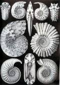 Cardioceras cordatum, Ptychites opulentus, Schloenbachia varians, Douvilleiceras mamillatum, Amalteus margaritatus, Puzozia planulatus, Stephanoceras humphriesianum. Mollusques céphalopodes - Ernst Haeckel "Kunst Formen von der Natur" (1904)