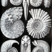 Cardioceras cordatum, Ptychites opulentus, Schloenbachia varians, Douvilleiceras mamillatum, Amalteus margaritatus, Puzozia planulatus, Stephanoceras humphriesianum. Mollusques céphalopodes - Ernst Haeckel "Kunst Formen von der Natur" (1904)