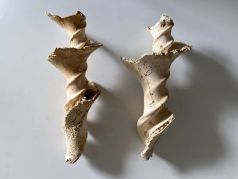 Fragments de columelles de ..cerithium giganteum - Grignon (Lutétien)
