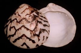 Lioconcha-castrensis-.c-Richard-Parker1