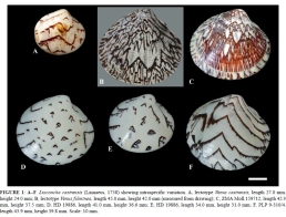 Variations du motif Lioconcha castrensis (Linnaeus, 1758) © Sancia E.T. Van Der Meij et al - Researchgate juin 2014