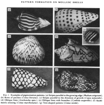 Figure 1 : © Hans Meinhardt et, Martin Klinger « A model of pattern formation on the shells of molluscs », éd. Springer (1987)