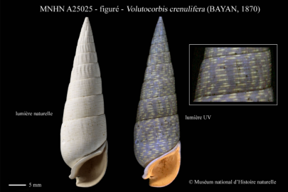 Merle (D.), Pacaud (J.-M.), Kriloff (A.) & Loubry (P.), 2008 - Les motifs colorés résiduels des coquilles lutétiennes du bassin de Paris In : Merle D. "Stratotype Lutétien".