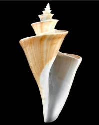 Tchatcheria mirabilis (Angas, 1877)
