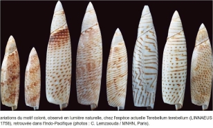 Variations du motif coloré terrebellum terebellum "Les coquillages de l'Éocène du Bassin parisien" D.Merle et al. Fossiles. Revue française de paléontologie, hors série n° 3.
