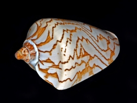 Cymbiola nobilis © Hectonichus