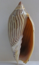 Amoria ellioti (Sow, 1864) © Jan Delsing