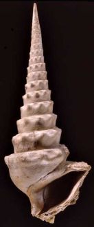 Cerithium giganteum