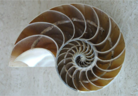 Coupe de coquille de Nautilus macromphalus - cloisons concaves (Sowerby, 1848)
