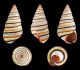 Liguus virgineus
