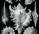 De gauche à droite : Conus imperialis, triumphans, Harpa röding, Murex pecten, Chicoreus ramosus, Fusinus colus, Astraea heliotropium. Mollusques gastéropodes - Ernst Haeckel "Kunst Formen von der Natur" (1904)