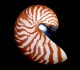 Nautilus macromphalus