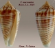 Conus mucronatus © Almed