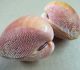 Cardium Bechei