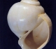 Crommium acutum  (Grignon, Lutétien)