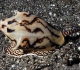 Cymbiola vespertilio (Linnaeus, 1758) © Jack Harrang
