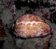 Cypraea_mappa -  © Nick Hobgood