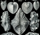 Hysteroconcha dione, Acanthocardia aculeata, Corculum cardissa, Tridacna squamosa, Hippopus hippopus. Mollusques bivalves - Ernst Haeckel "Kunst Formen von der Natur" (1904)