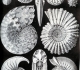 Cardioceras cordatum, Ptychites opulentus, Schloenbachia varians, Douvilleiceras mamillatum, Amalteus margaritatus, Puzozia planulatus, Stephanoceras humphriesianum. Mollusques céphalopodes - Ernst Haeckel "Kunst Formen von der Natur" (1904)