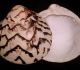 Lioconcha-castrensis-.c-Richard-Parker1