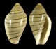 Marginella musica
