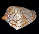 Cymbiola nobilis © Hectonichus